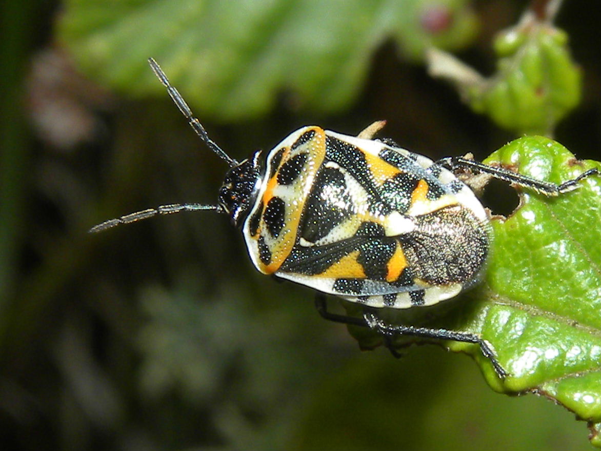 Pentatomidae: Eurydema ornata della Liguria (GE)